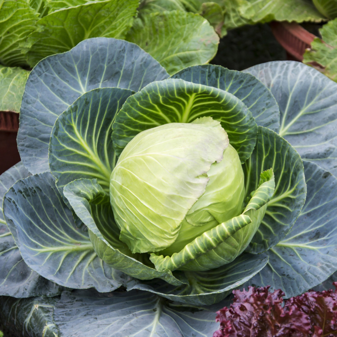 Seed, Seedling Image_dbbbvork.png