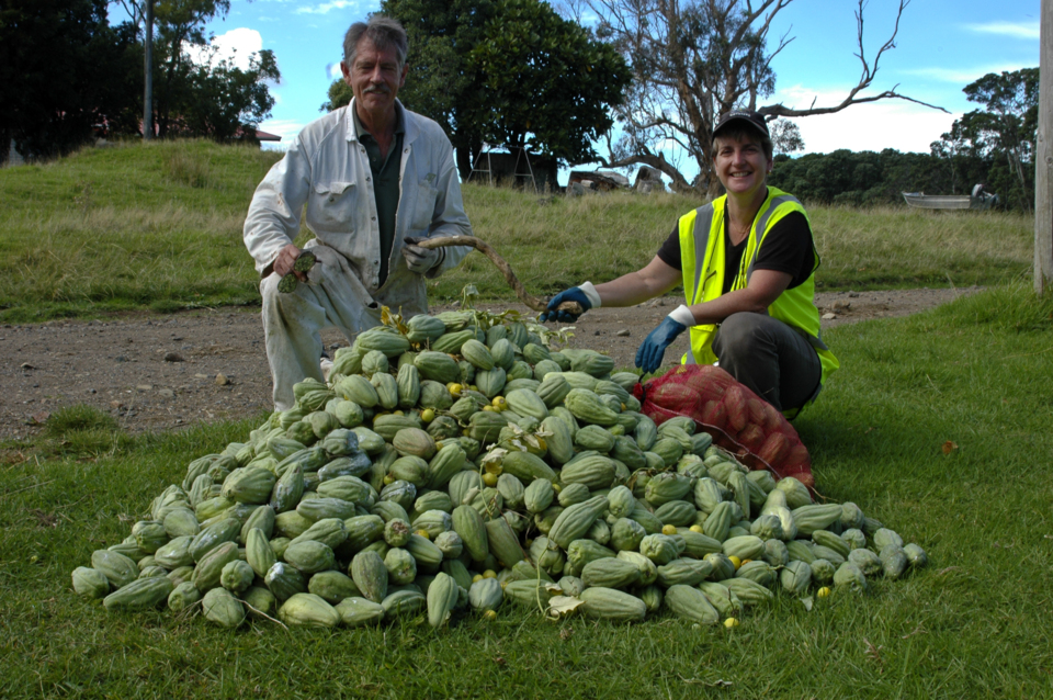 Schools and community groups mount regular campaigns to help prevent the spread of the noxious moth plant.