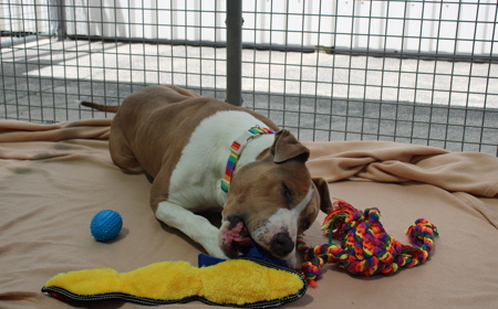 Ruakākā tile image