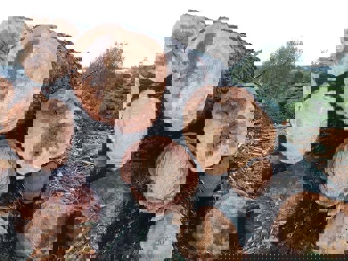 Breathing new life into Western Springs park (3)