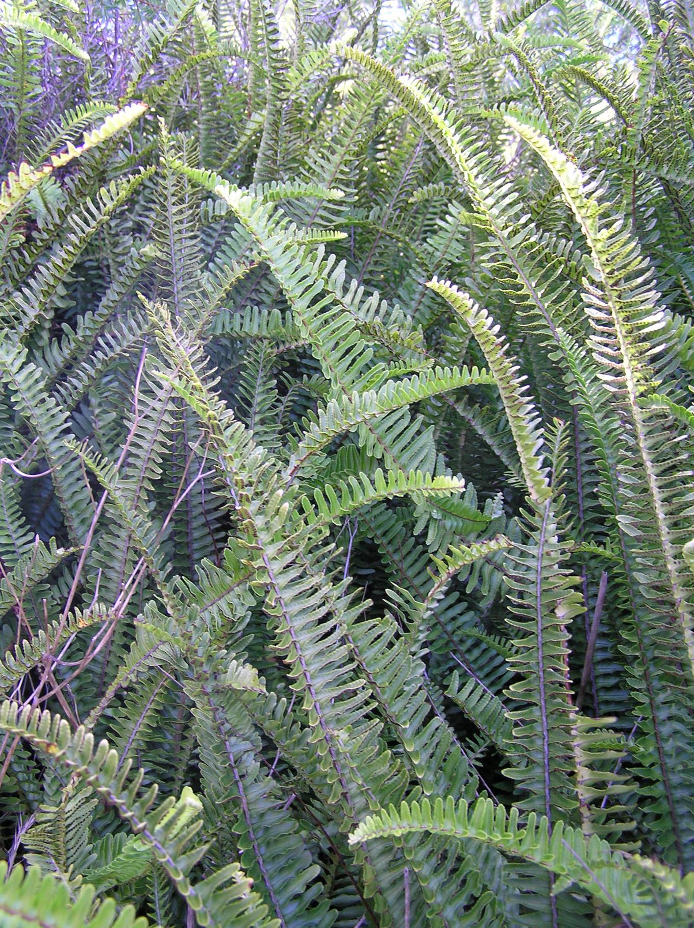 Look out for tuber ladder fern OurAuckland