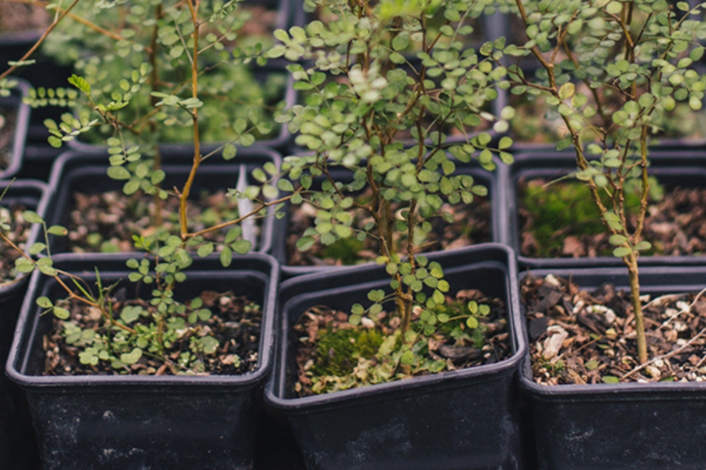 A collection of potted plants. 