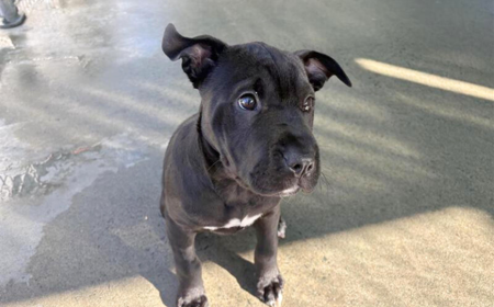 Rheagal (ON HOLD) tile image