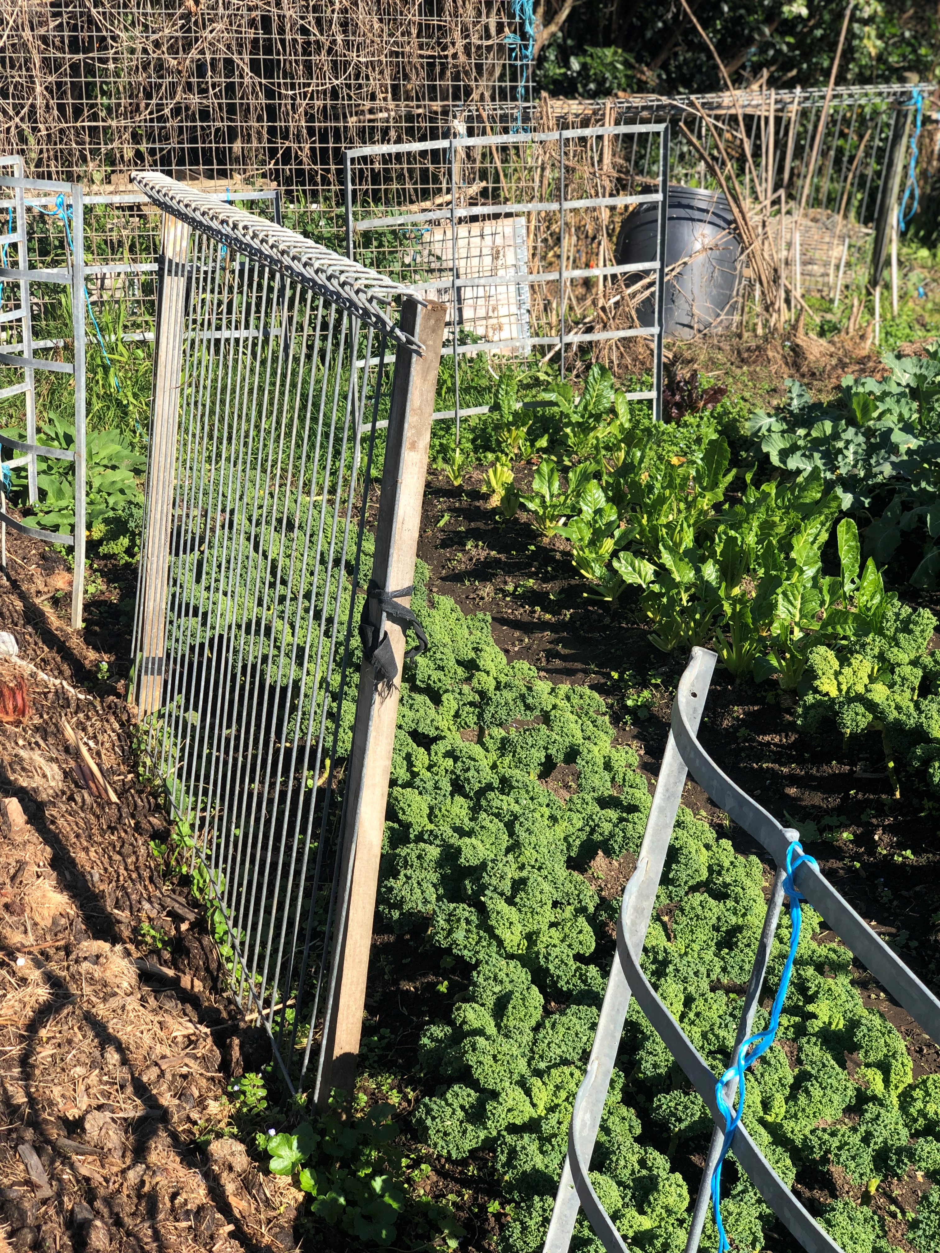 Community garden.