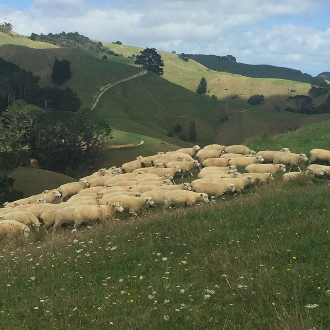 Auckland Region Ballance Farm Awards (1)