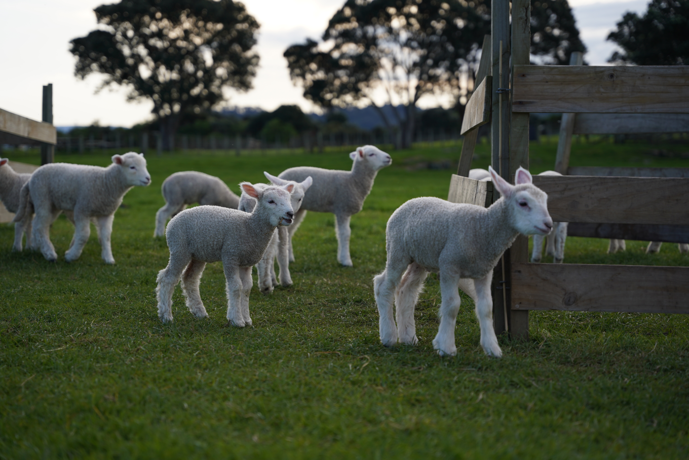 sheep farm visit auckland