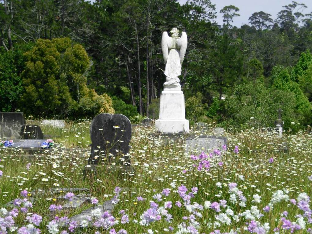 Waikumete Wildflowers (2)