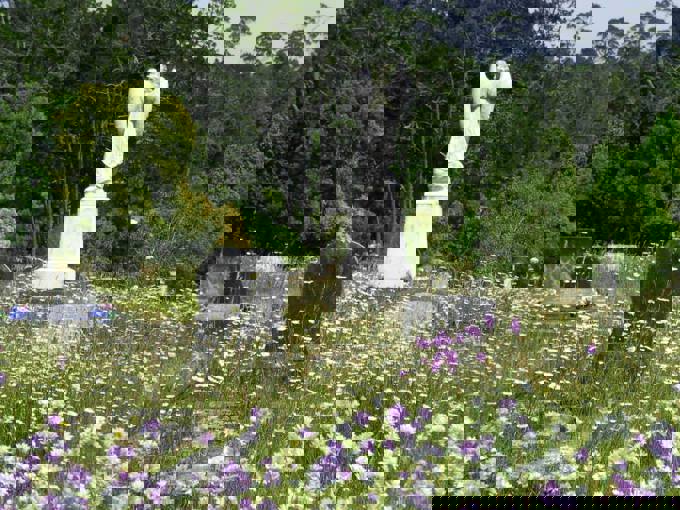 Waikumete Wildflowers (2)