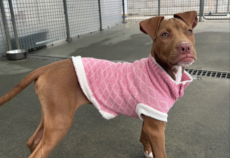 Dog Tile Image Hotdog 1 770X530