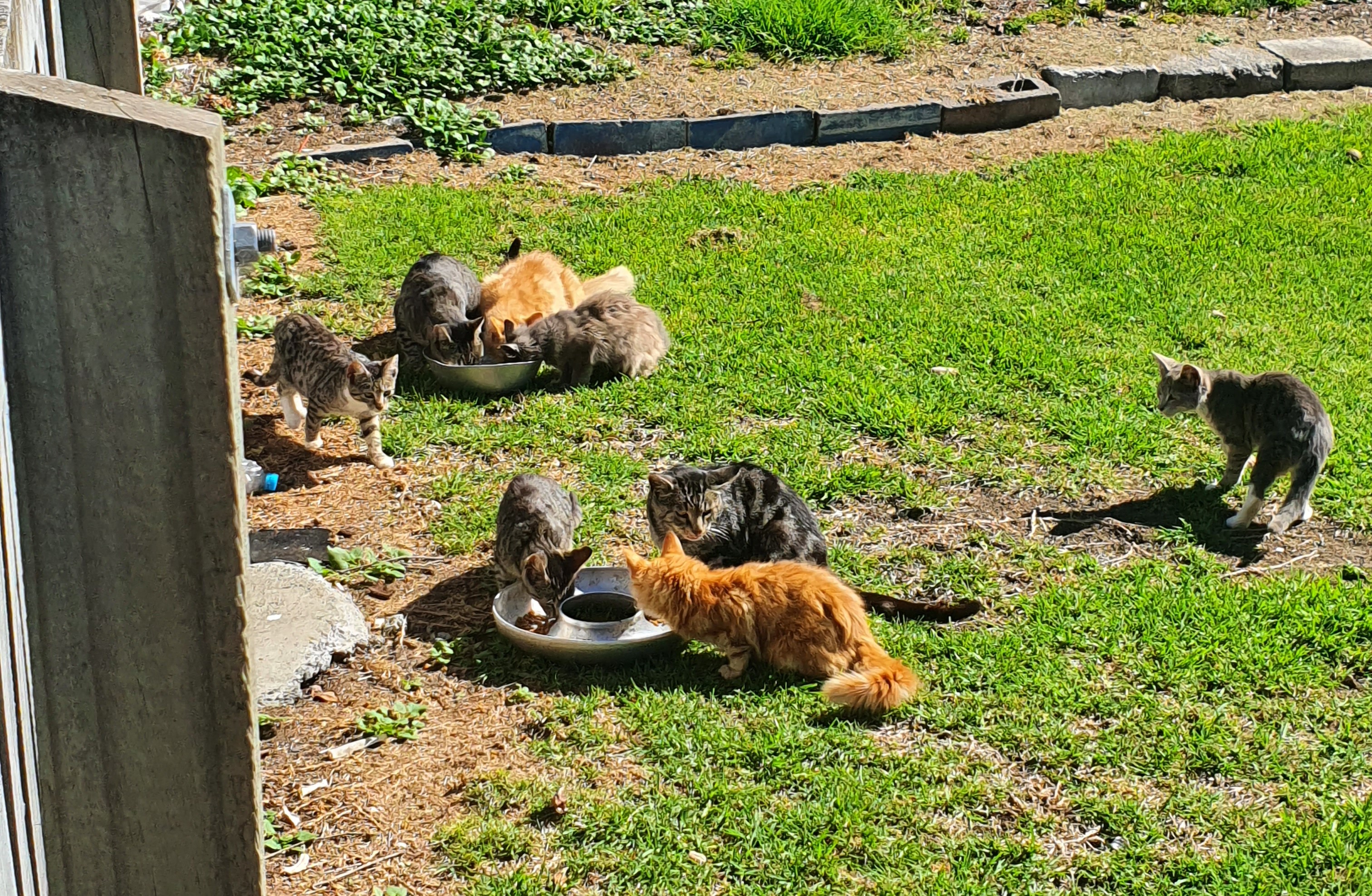 Stray cats and kittens cared for - OurAuckland