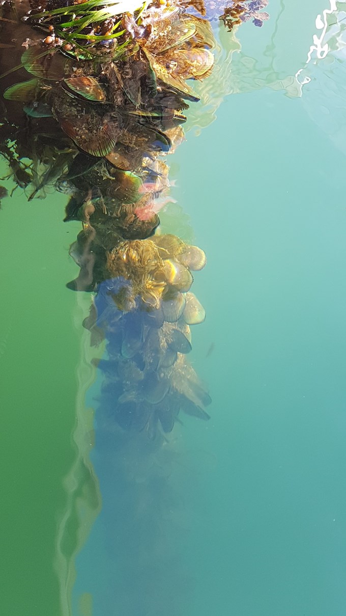 38 seeded mussel lines filter seawater from beneath Te Wananga