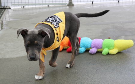 Tongariro (ON HOLD) tile image