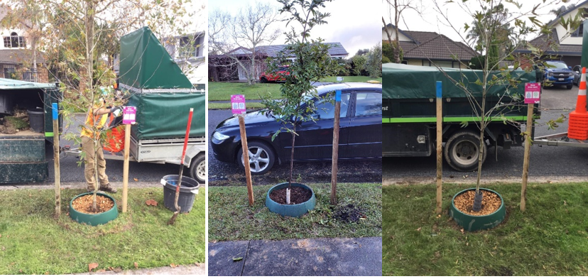 Some of the tree planting work by Councils Parks and Community Facilities team, in the Howick area