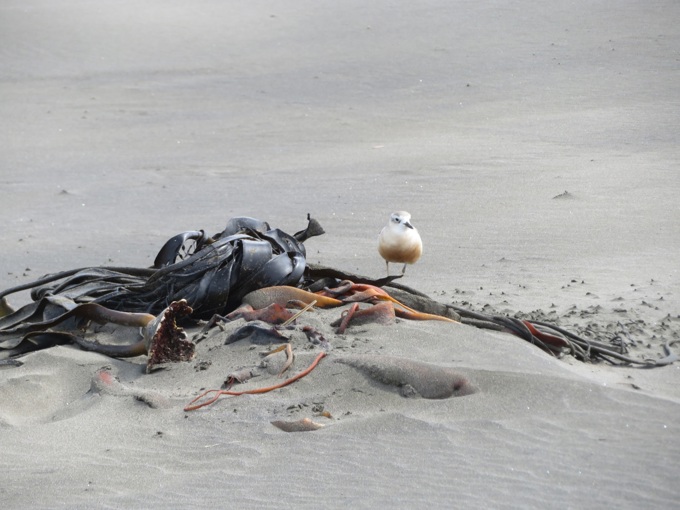 Dotterels turn around declining numbers, for now