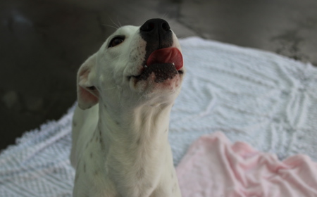 Corriedale tile image