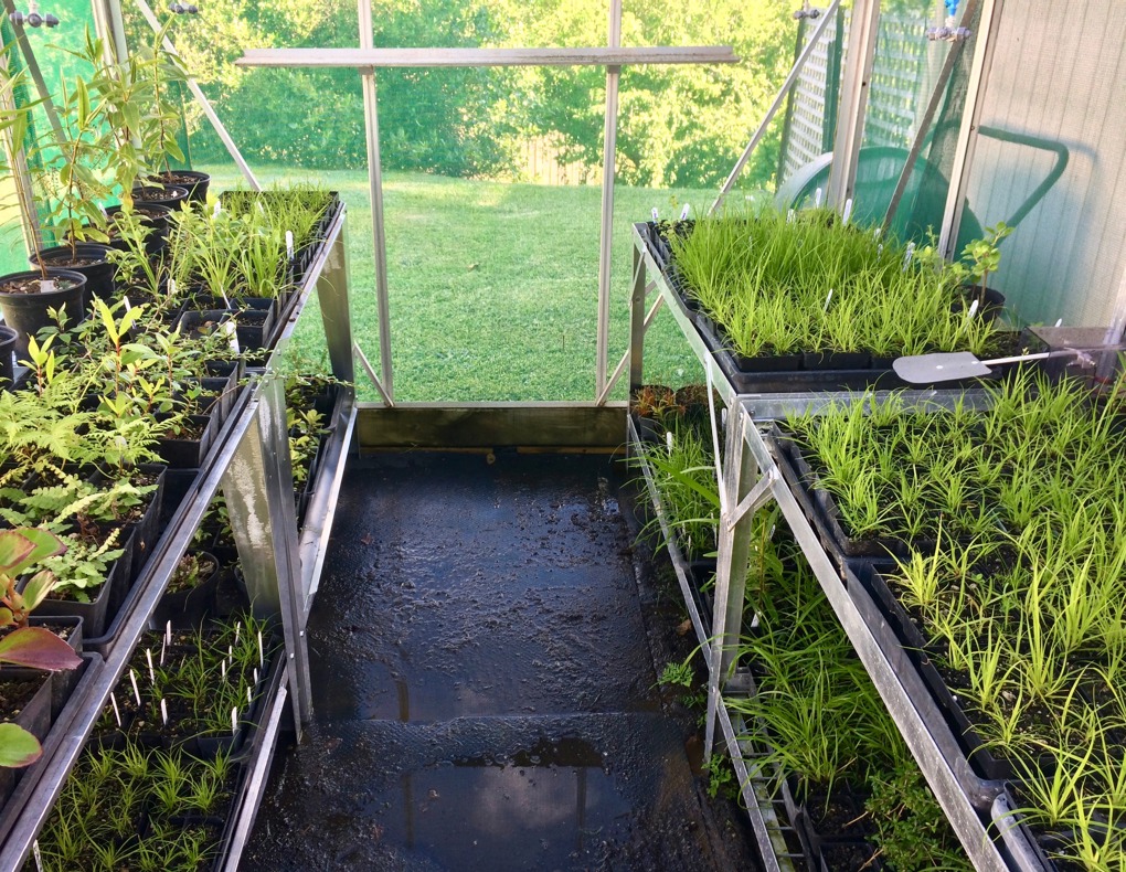 Upper Waitematā community nursery project recognised