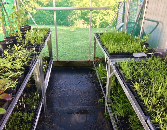 Upper Waitematā community nursery project recognised