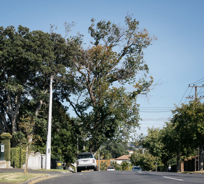Report reveals tree cover data for Orakei