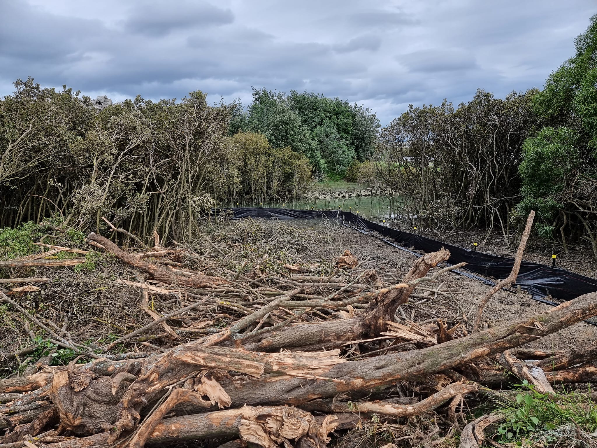 Trees had been removed and left piled to rot.