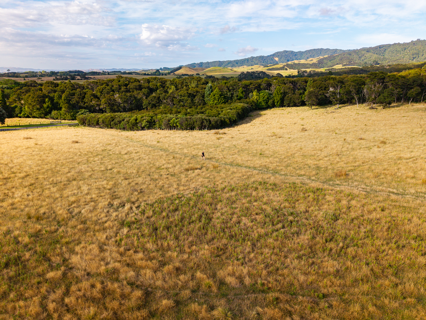 A yellow coloured field at a regional park. 