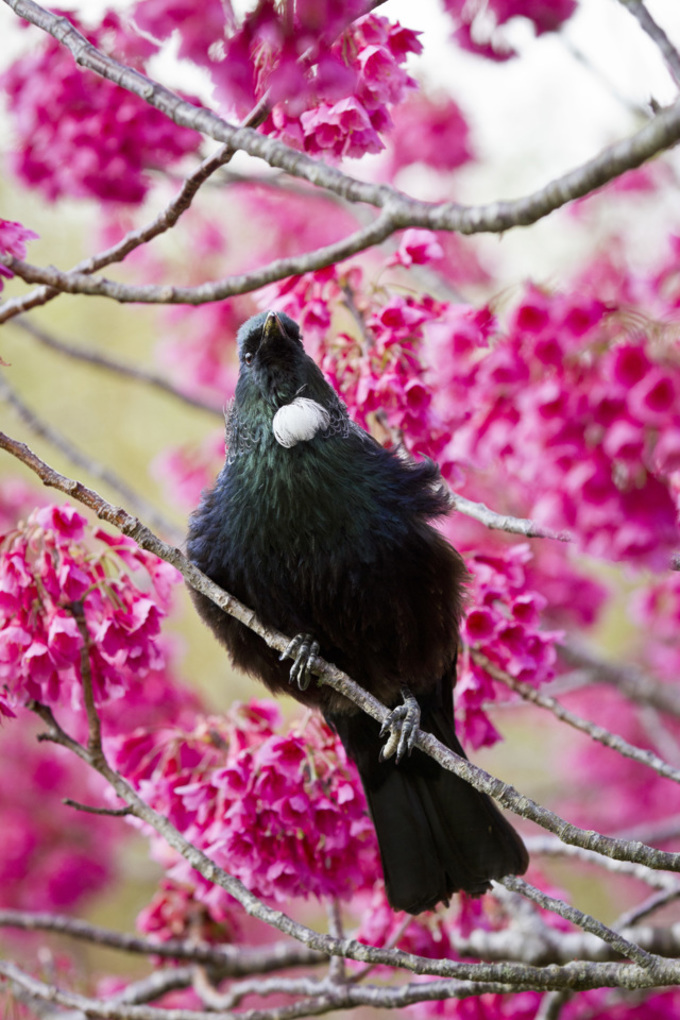 Free rat traps to help Eastern Bay birds