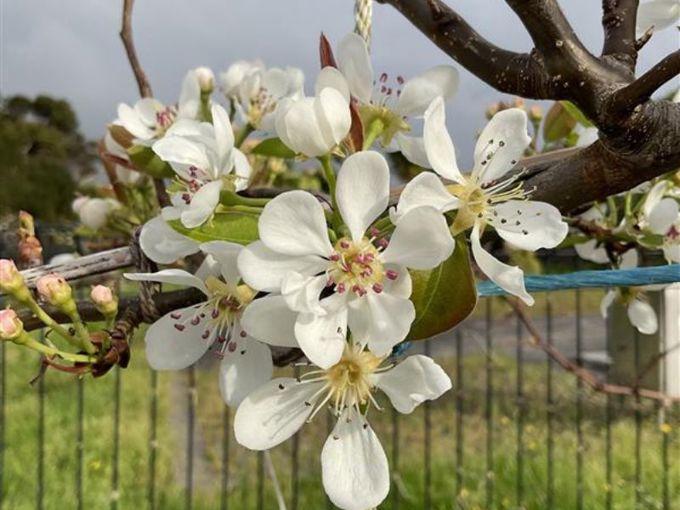 EBG pear blossom 1200x900_krrl5ija.jpg