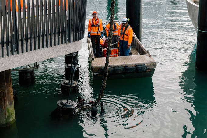 38 seeded mussel lines filter seawater from beneath Te Wananga (5)