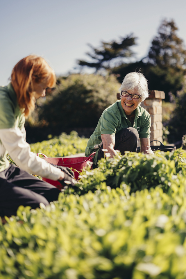 Two ladies gardening. 