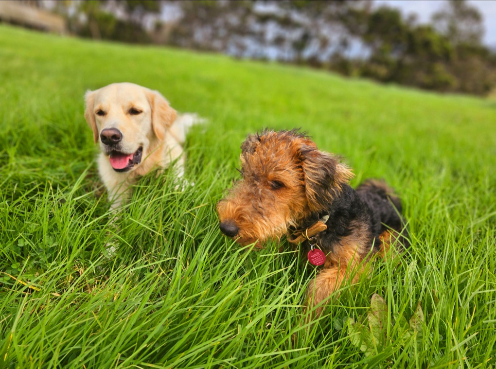 Dog infringement notices 25-26
