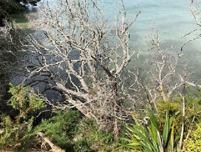 Caution urged around trees at Cockle Bay (1)
