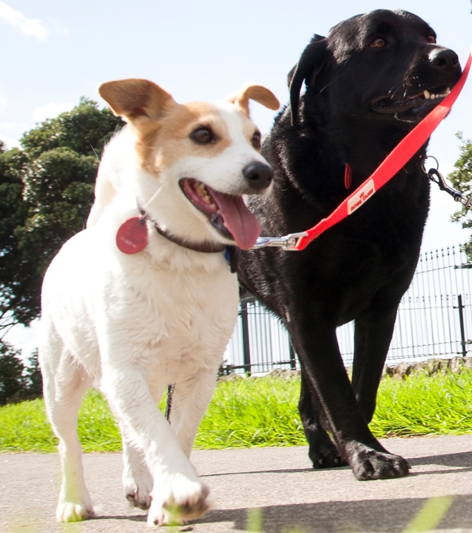 It's dog registration time!