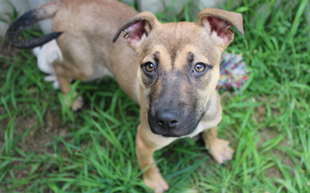 Dassie (ADOPTED) tile image