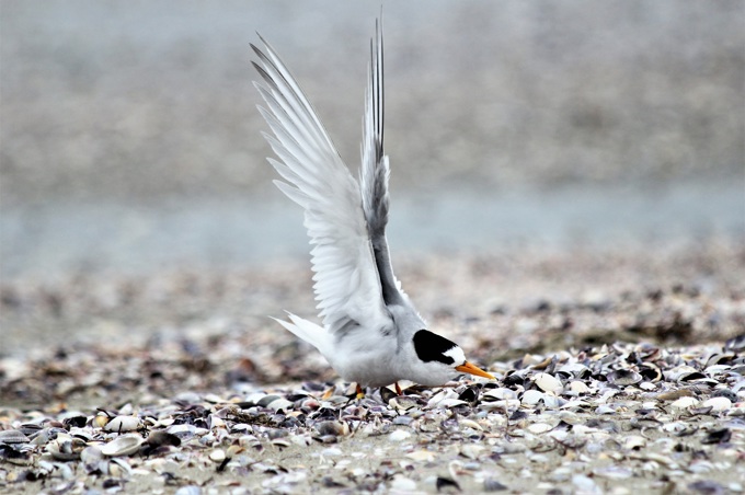 Temporary dog rule helps protect Snells Beach wildlife