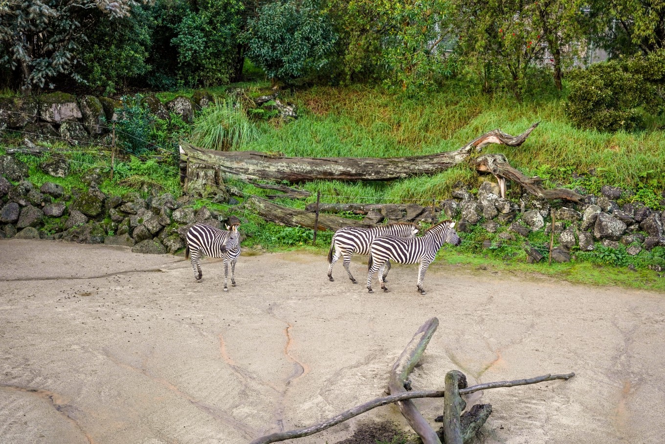 Zebras at Auckland Zoo.