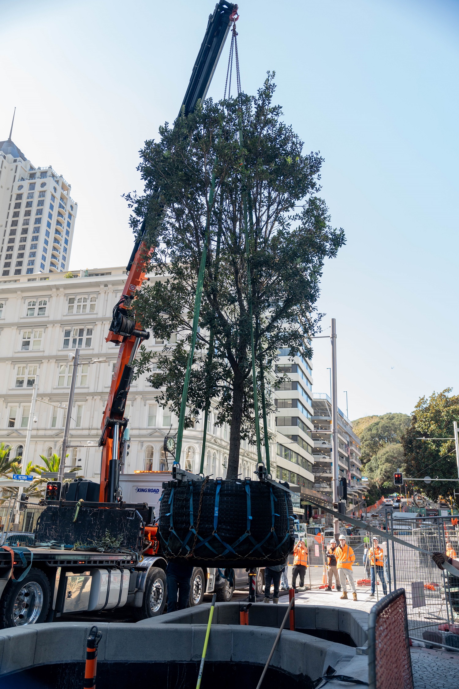 Te Hā Noa trees being lifted into place. Photo Jasper Johnstone