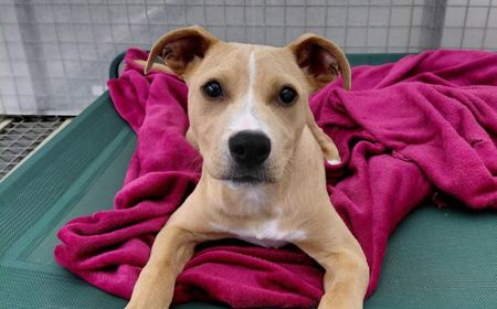 Maple (ON HOLD) tile image