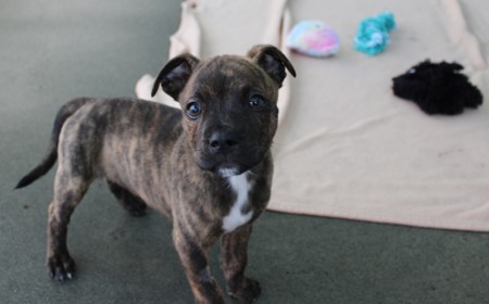 Secretariat tile image