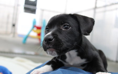 Badger (ON HOLD) tile image