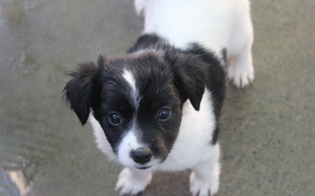 Eevee (ON HOLD) tile image