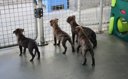 Secretariat tile image