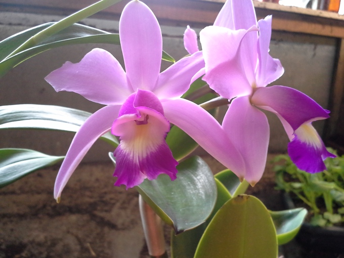 Orchids at the Wintergarden (1)