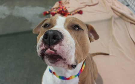 Ruakākā tile image