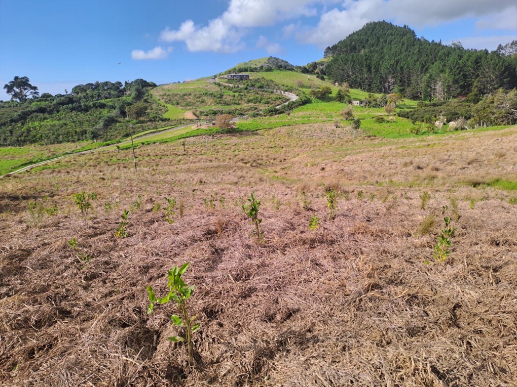 Pakiri Park Tree Survival Monitoring