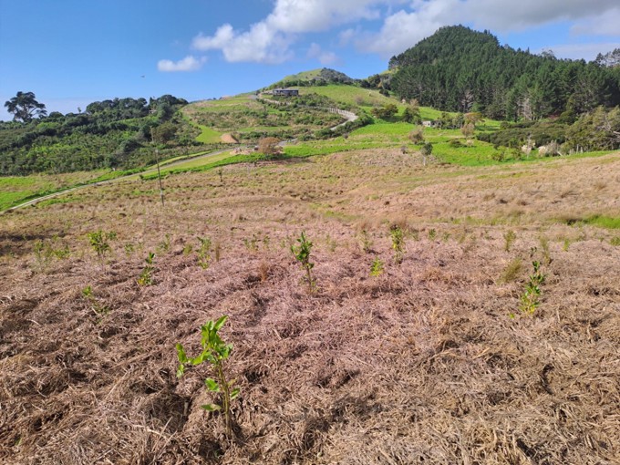 Pakiri Park Tree Survival Monitoring