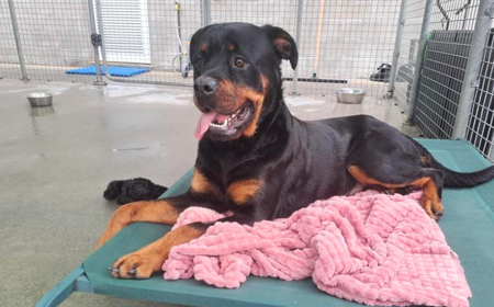 Cersi (ADOPTED) tile image