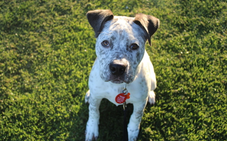 Frenchie tile image