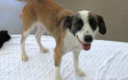 Perendale tile image