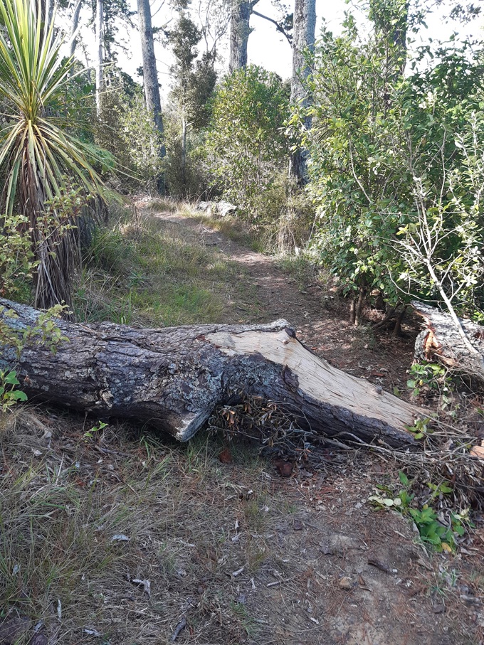 Regeneration works underway at Western Springs (1)