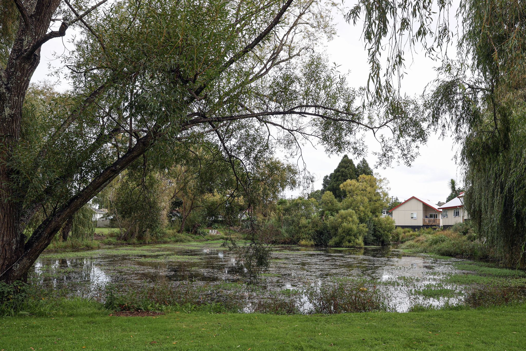 Work to restore the mauri of Te Koiwi pond, undertaken with Papakura Marae, continues.
