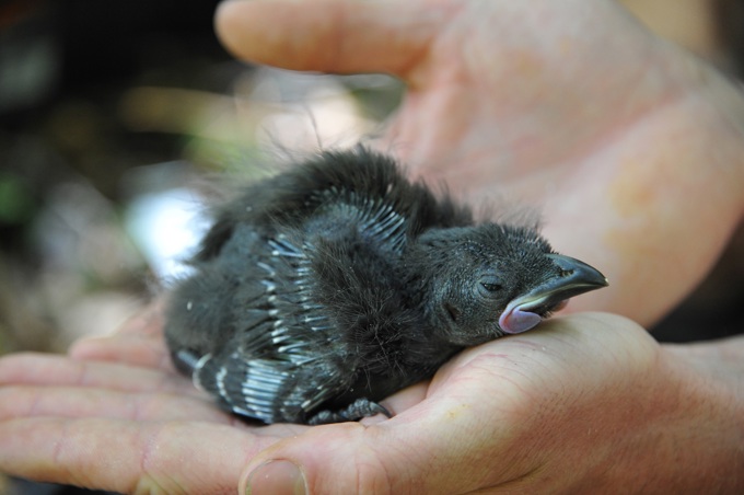 Hunua pest numbers at record low (1)